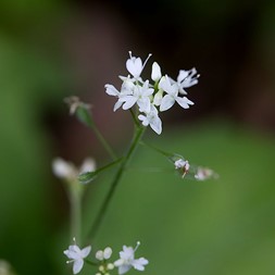 Circaea alpina (small enchanter's-nightshade)